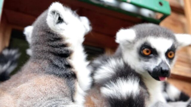 Ring-tailed lemurs (Lemur catta) feeding outdoors in a wildlife park in Uk. This primate is one of the most recognised lemur due to its long, black and white ringed tail.