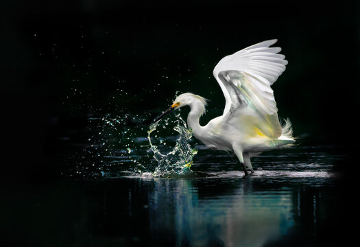 Fototapeta Snowy white egret splashing water while fishing