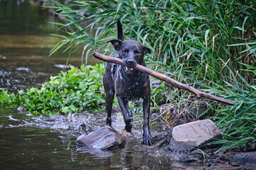 Schwarzer Mischlingsrüde tobt im Wasser.