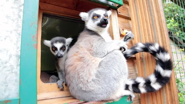 Ring-tailed lemurs (Lemur catta) feeding outdoors in a wildlife park in Uk. This primate is one of the most recognised lemur due to its long, black and white ringed tail.