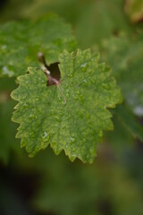 Weinblatt mit Regentropfen