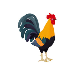 Vector illustration of a rooster in cartoon style with blue feathers in the tail. Bright rooster as a symbol or mascot for children's books and postcards with letters.