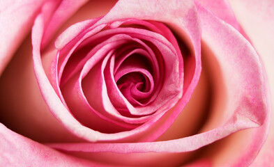 It's a beautiful pink rose. Close-up.
