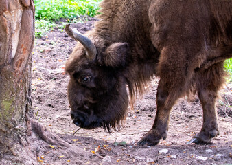 large brown Central Russian bison in the forest in natural conditions in summer