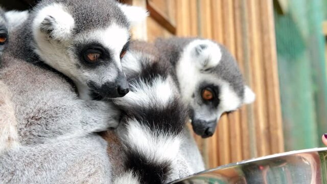 Ring-tailed lemurs (Lemur catta) feeding outdoors in a wildlife park in Uk. This primate is one of the most recognised lemur due to its long, black and white ringed tail.