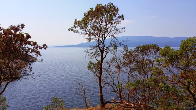 Arbutus Tree by Ocean at Francis Point, British Columbia