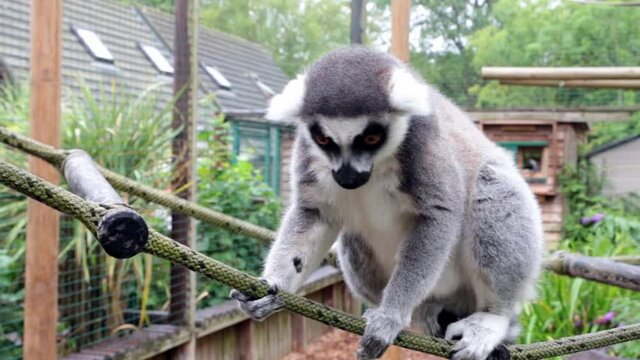 Ring-tailed lemurs (Lemur catta) feeding outdoors in a wildlife park in Uk. This primate is one of the most recognised lemur due to its long, black and white ringed tail.