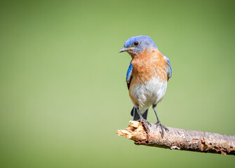 Young male North Carolina blue bird looking left