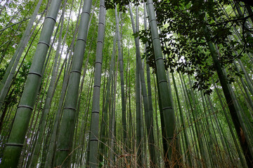 Arashiyama bamboo forest 