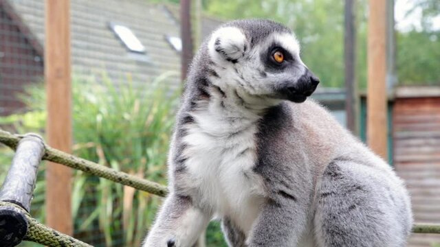 Ring-tailed lemurs (Lemur catta) feeding outdoors in a wildlife park in Uk. This primate is one of the most recognised lemur due to its long, black and white ringed tail.