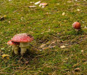 Amanites tue-mouche dans le cimetière allemand de Hohrodberg, France