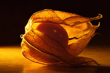 Miechunka © wentapat