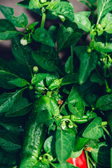 Small Green Peppers and Leaves with Water Drops In The Garden