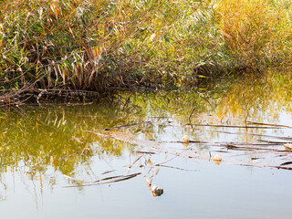 Empty plastic and glass bottles, paper and other garbage thrown by people on the lake. Pollution of the environment..