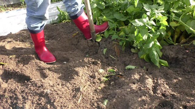 The woman is digging potatoes with a shovel.  Healthy food concept