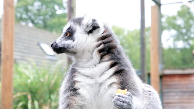 Ring-tailed lemurs (Lemur catta) feeding outdoors in a wildlife park in Uk. This primate is one of the most recognised lemur due to its long, black and white ringed tail.