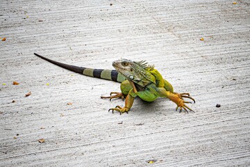 chameleon on a branch