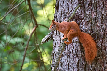 Eurasisches Eichhörnchen ( Sciurus vulgaris ). © Michael