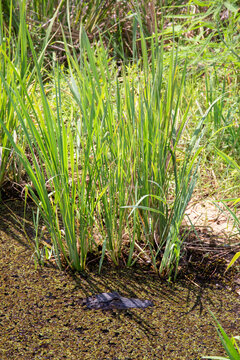 Aligator lurking from Okefenokee Swamp