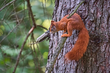 Eurasisches Eichhörnchen ( Sciurus vulgaris ).