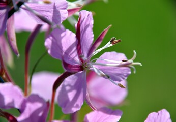 Fototapeta premium macro close up closeup view to fireweed (Chamaenerion angustifolium)