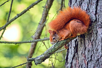 Eurasisches Eichhörnchen ( Sciurus vulgaris ).