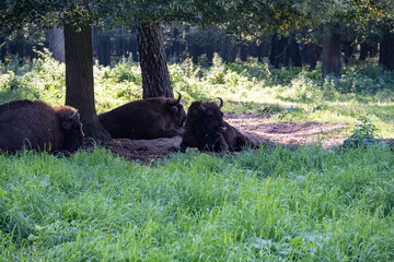 large brown Central Russian bison in the forest in natural conditions in summer
