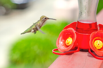 Hummingbird flies to the feeder with nectar