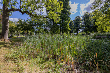 Swampy terrain in city park next to Keutelbeek stream wild grass and reeds surrounded by trees with green foliage, summer day in Sittard, South Limburg, Netherlands