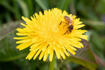 A Bee Pollinates a Bright Yellow Dandelion Flower at Stroud Preserve, Chester County, Pennsylvania,...