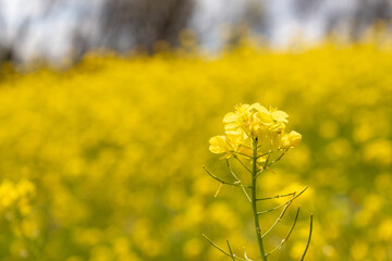 Obraz premium Closeup of a Bright Yellow Flower Blooming in a Field at Stroud Preserve, Chester County, Pennsylvania, USA