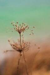 Flor seca de zanahoria silvestre, Daucus carota.
