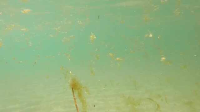 Underwater view turquoise sea water with seaweed