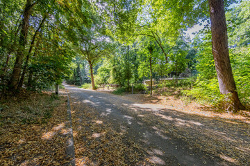 Asphalt rural road with abundant dry leaves, surrounded by lush trees and green vegetation, sunny summer day in South Limburg, Netherlands