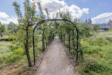 Fototapeta na wymiar Arched black tube pergola between pear trees forming a path in the Ursulintuin garden in Sittard, deep perspective, sunny summer day in South Limburg, Netherlands