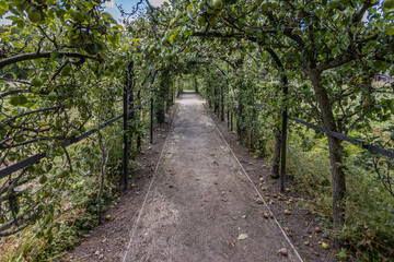 Dirt path between a tunnel formed by lush pear trees in the Ursulintuin garden in Sittard, deep perspective, sunny summer day in South Limburg, Netherlands