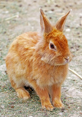 beautiful little rabbit