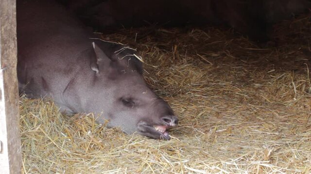 A Brazilian tapir (Tapirus terrestris) sleeping and snoring on park in Uk. The tapir, also called the South American tapir (from the Tupi tapi'ira), is one of the five species in the tapir family.