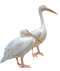 portrait of a beautiful Pelican