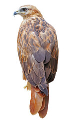 beautiful mountain eagle on white