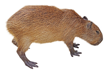 biggest mouse Capybara from South America