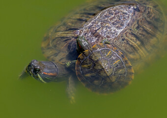 turtle swims in the muddy water of the lake