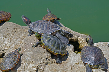 red-eared turtles basking in the sun