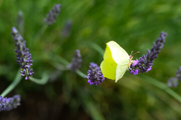 Papillon Citron