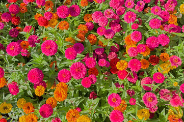 Background from Gerbera flower