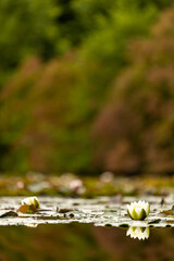 Water lilly in a forrest pond
