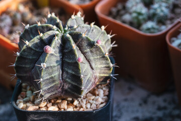 Gymnocalycium cactus in the black of plastic pot.