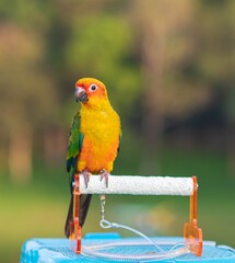red and yellow macaw bird