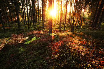 A beautiful autumn sunset in a boreal forest with a low sunlight in Estonia, Northern Europe. 