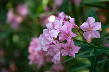 Fototapeta premium Blooming pink rhododendron in a park. Flower background